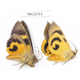Noctuidae sp. China, SE of Guizhou, Mt.Leigongshan. 2Pcs. MC4753.