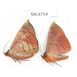 Noctuidae sp. China, SE of Guizhou, Mt.Leigongshan. 2Pcs. MC4754.