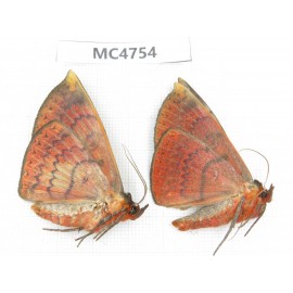 Noctuidae sp. China, SE of Guizhou, Mt.Leigongshan. 2Pcs. MC4754.