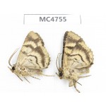 Noctuidae sp. China, SE of Guizhou, Mt.Leigongshan. 2Pcs. MC4755.