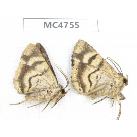 Noctuidae sp. China, SE of Guizhou, Mt.Leigongshan. 2Pcs. MC4755.
