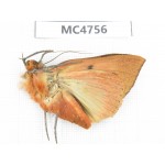 Noctuidae sp. China, SE of Guizhou, Mt.Leigongshan. 1Pcs. MC4756.