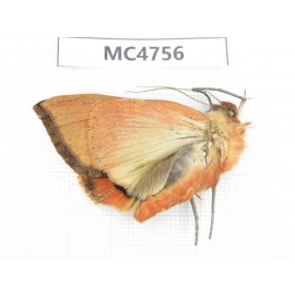 Noctuidae sp. China, SE of Guizhou, Mt.Leigongshan. 1Pcs. MC4756.