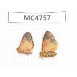 Moths sp. China,  SE of Guizhou, Mt.Leigongshan. 2Pcs. MC4757.