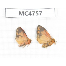 Moths sp. China,  SE of Guizhou, Mt.Leigongshan. 2Pcs. MC4757.