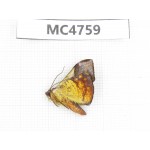 Moths sp. China,  SE of Guizhou, Mt.Leigongshan. 1Pcs. MC4759.