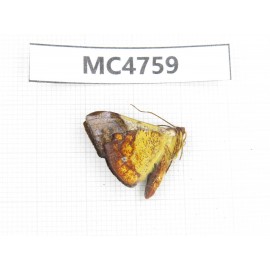 Moths sp. China,  SE of Guizhou, Mt.Leigongshan. 1Pcs. MC4759.