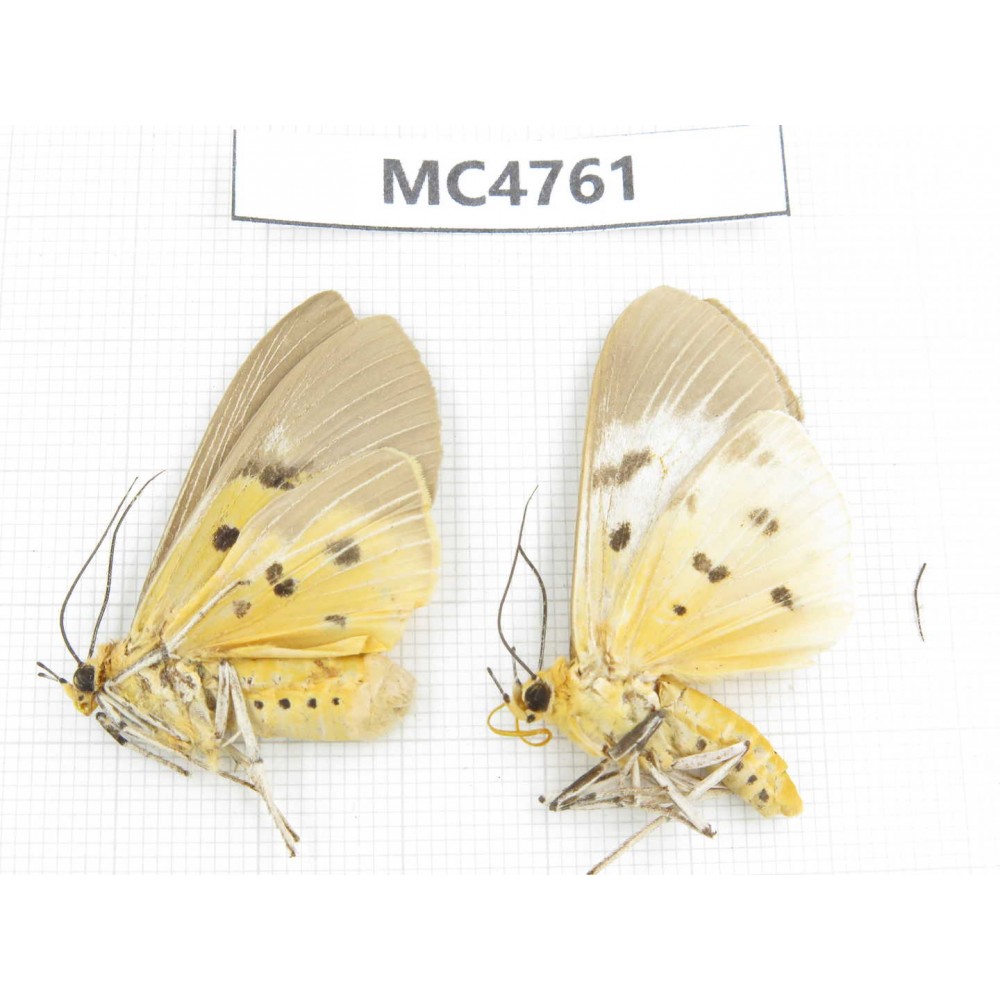 Arctiidae sp. China, SE of Guizhou, Mt.Leigongshan. 2Pcs. MC4761.