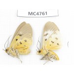 Arctiidae sp. China, SE of Guizhou, Mt.Leigongshan. 2Pcs. MC4761.