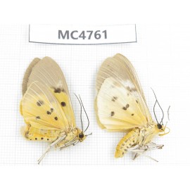 Arctiidae sp. China, SE of Guizhou, Mt.Leigongshan. 2Pcs. MC4761.
