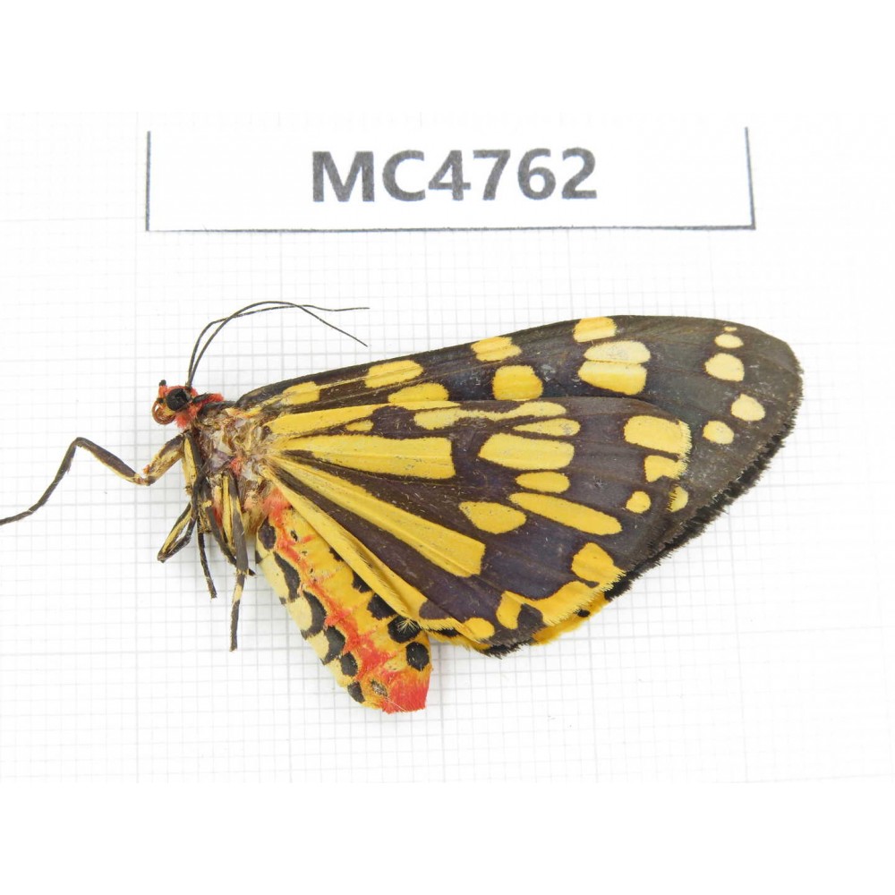 Arctiidae sp. China, SE of Guizhou, Mt.Leigongshan. 1Pcs. MC4762.