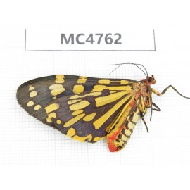 Arctiidae sp. China, SE of Guizhou, Mt.Leigongshan. 1Pcs. MC4762.