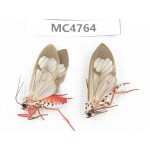 Arctiidae sp. China, SE of Guizhou, Mt.Leigongshan. 2Pcs. MC4764.