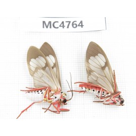Arctiidae sp. China, SE of Guizhou, Mt.Leigongshan. 2Pcs. MC4764.
