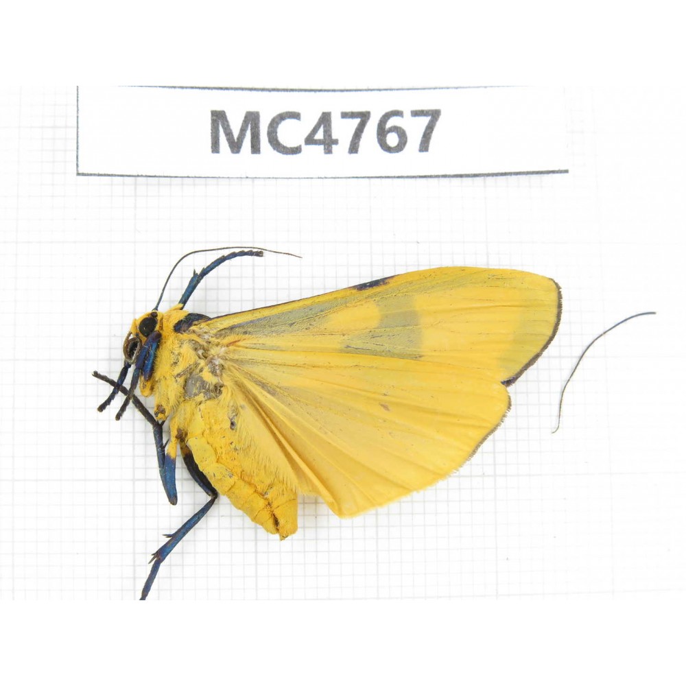 Arctiidae sp. China, SE of Guizhou, Mt.Leigongshan. 1Pcs. MC4767.