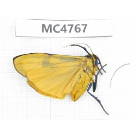 Arctiidae sp. China, SE of Guizhou, Mt.Leigongshan. 1Pcs. MC4767.