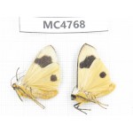 Arctiidae sp. China, SE of Guizhou, Mt.Leigongshan. 2Pcs. MC4768.