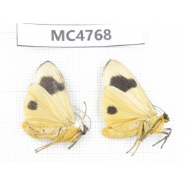 Arctiidae sp. China, SE of Guizhou, Mt.Leigongshan. 2Pcs. MC4768.