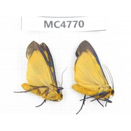 Arctiidae sp. China, SE of Guizhou, Mt.Leigongshan. 2Pcs. MC4770.