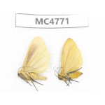 Arctiidae sp. China, SE of Guizhou, Mt.Leigongshan. 2Pcs. MC4771.