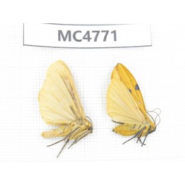 Arctiidae sp. China, SE of Guizhou, Mt.Leigongshan. 2Pcs. MC4771.