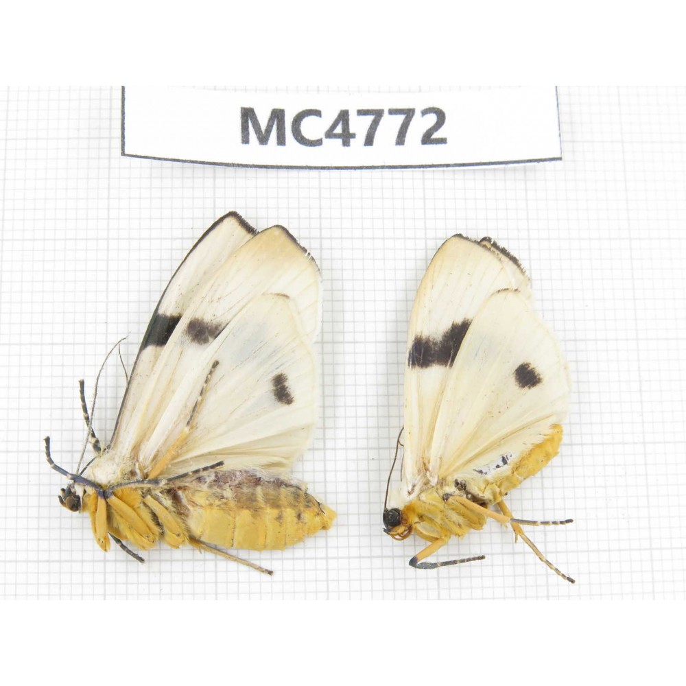 Arctiidae sp. China, SE of Guizhou, Mt.Leigongshan. 2Pcs. MC4772.
