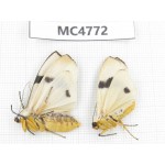 Arctiidae sp. China, SE of Guizhou, Mt.Leigongshan. 2Pcs. MC4772.