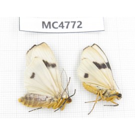Arctiidae sp. China, SE of Guizhou, Mt.Leigongshan. 2Pcs. MC4772.