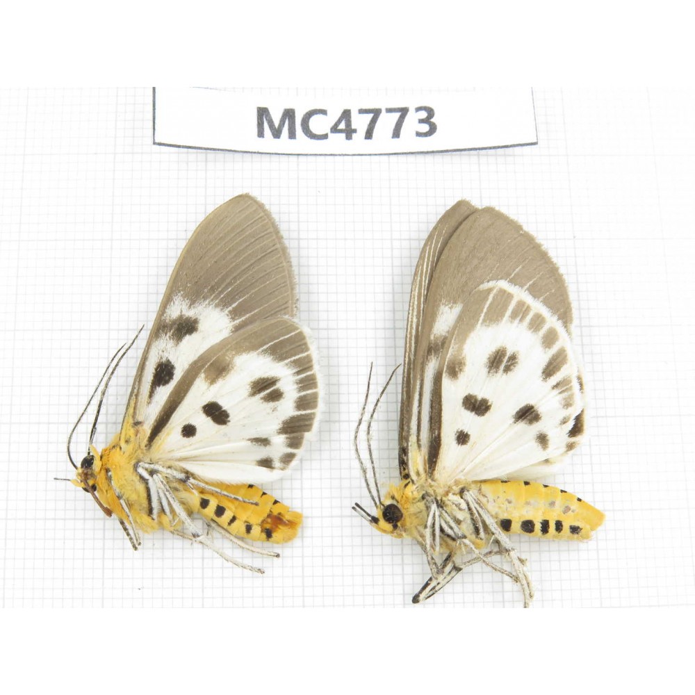 Arctiidae sp. China, SE of Guizhou, Mt.Leigongshan. 2Pcs. MC4773.