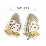 Arctiidae sp. China, SE of Guizhou, Mt.Leigongshan. 2Pcs. MC4773.