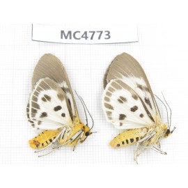 Arctiidae sp. China, SE of Guizhou, Mt.Leigongshan. 2Pcs. MC4773.