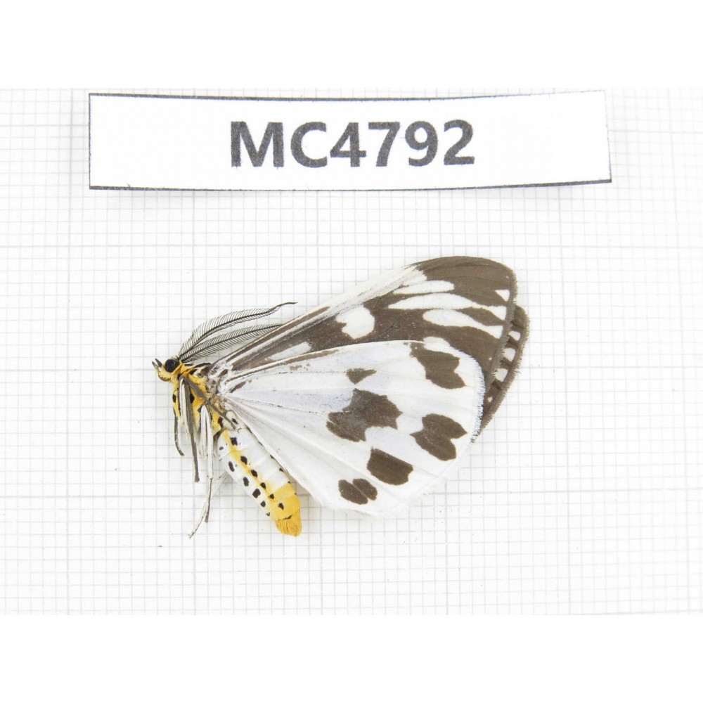 Day flying moths sp. China, SE of Guizhou, Mt.Leigongshan. 1Pcs. MC4792.