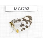Day flying moths sp. China, SE of Guizhou, Mt.Leigongshan. 1Pcs. MC4792.