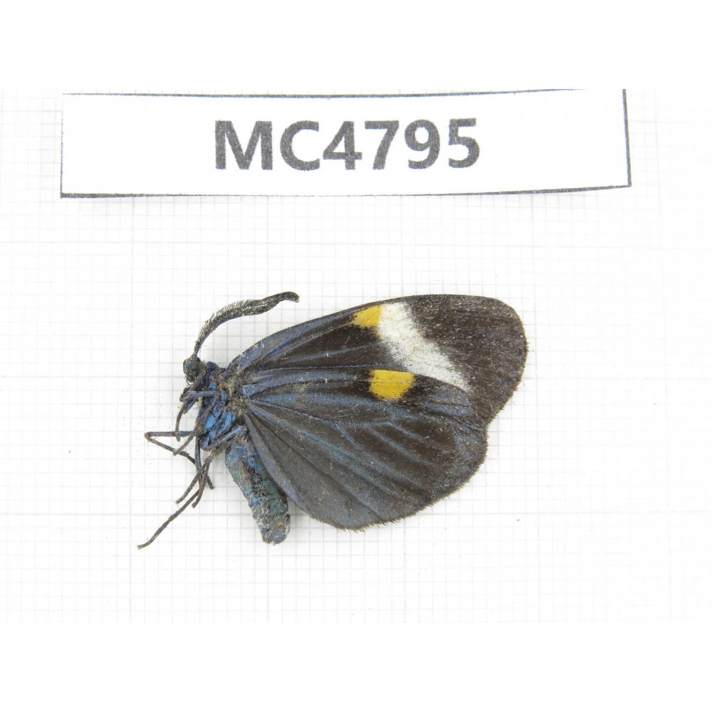 Pidorus albofasciatus. China, SE of Guizhou, Mt.Leigongshan. 1Pcs. MC4795.