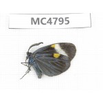 Pidorus albofasciatus. China, SE of Guizhou, Mt.Leigongshan. 1Pcs. MC4795.