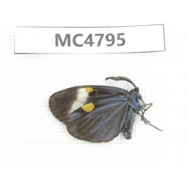 Pidorus albofasciatus. China, SE of Guizhou, Mt.Leigongshan. 1Pcs. MC4795.