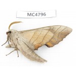 Sphingidae sp. China, SE of Guizhou, Mt.Leigongshan.1Pcs. MC4796.