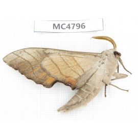 Sphingidae sp. China, SE of Guizhou, Mt.Leigongshan.1Pcs. MC4796.