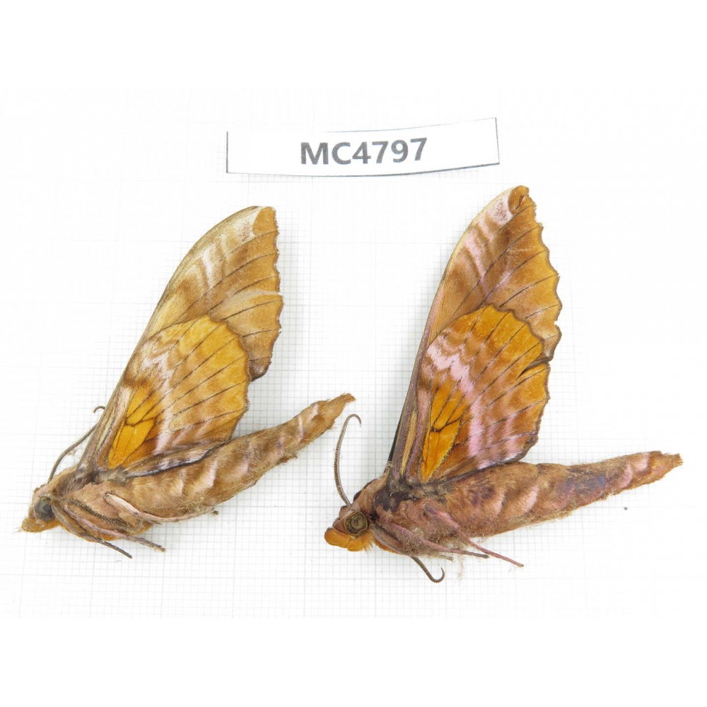 Sphingidae sp. China, SE of Guizhou, Mt.Leigongshan.2Pcs. MC4797.