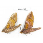 Sphingidae sp. China, SE of Guizhou, Mt.Leigongshan.2Pcs. MC4797.