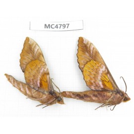 Sphingidae sp. China, SE of Guizhou, Mt.Leigongshan.2Pcs. MC4797.