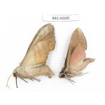 Sphingidae sp. China, SE of Guizhou, Mt.Leigongshan.2Pcs. MC4800.
