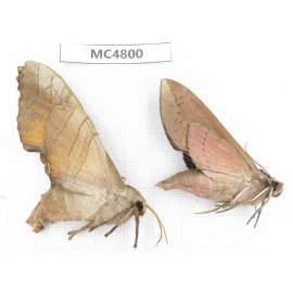 Sphingidae sp. China, SE of Guizhou, Mt.Leigongshan.2Pcs. MC4800.