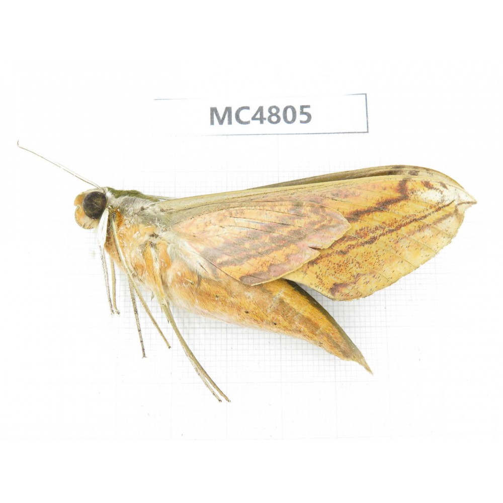 Sphingidae sp. China, SE of Guizhou, Mt.Leigongshan.1Pcs. MC4805.