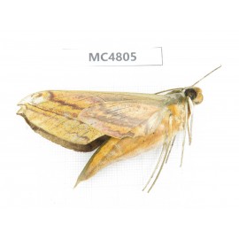 Sphingidae sp. China, SE of Guizhou, Mt.Leigongshan.1Pcs. MC4805.