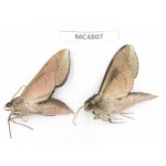 Sphingidae sp. China, SE of Guizhou, Mt.Leigongshan.2Pcs. MC4807.