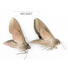 Sphingidae sp. China, SE of Guizhou, Mt.Leigongshan.2Pcs. MC4807.