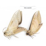Sphingidae sp. China, SE of Guizhou, Mt.Leigongshan.2Pcs. MC4808.