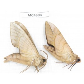 Sphingidae sp. China, SE of Guizhou, Mt.Leigongshan.2Pcs. MC4808.
