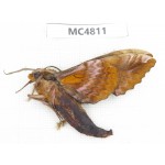 Sphingidae sp. China, SE of Guizhou, Mt.Leigongshan.1Pcs. MC4811.